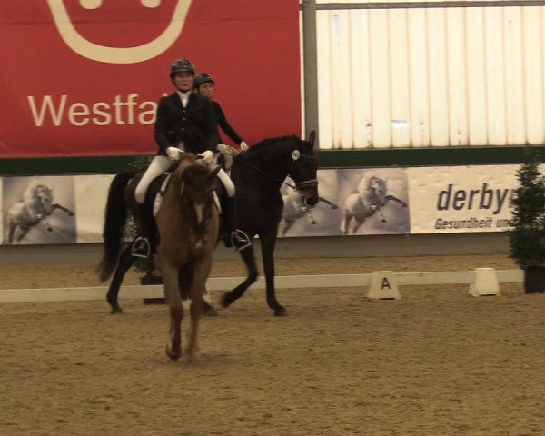 Reitturnier Münster-Handorf 2017