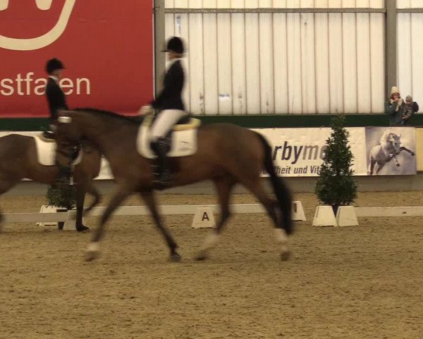 Reitturnier Münster-Handorf 2017