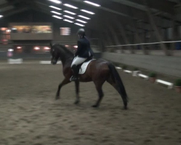 Reitturnier Hamburg-Hummelsbüttel 2017