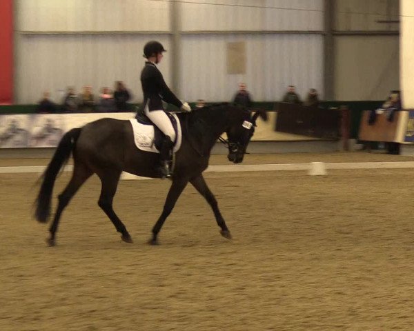 Reitturnier Münster-Handorf 2017