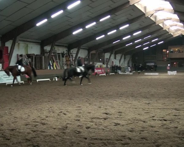 Reitturnier Hamburg-Hummelsbüttel 2017