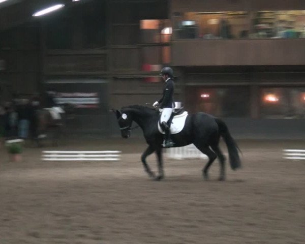 Reitturnier Hamburg-Hummelsbüttel 2017