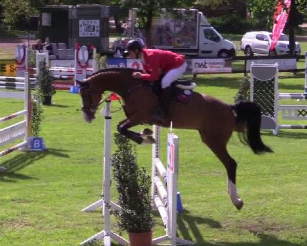jumper Lynnwood (Oldenburg show jumper, 2013, from Lyjanero)
