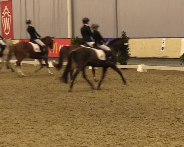 Reitturnier Münster-Handorf 2017