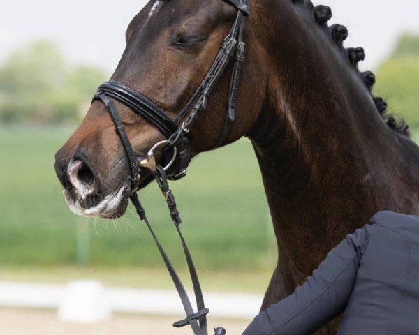 dressage horse Feivel Star (Rhinelander, 2014, from Feedback 16)