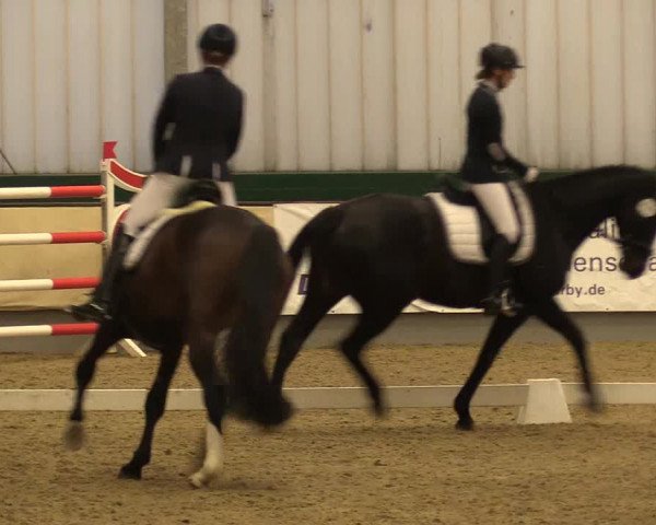 Reitturnier Münster-Handorf 2017