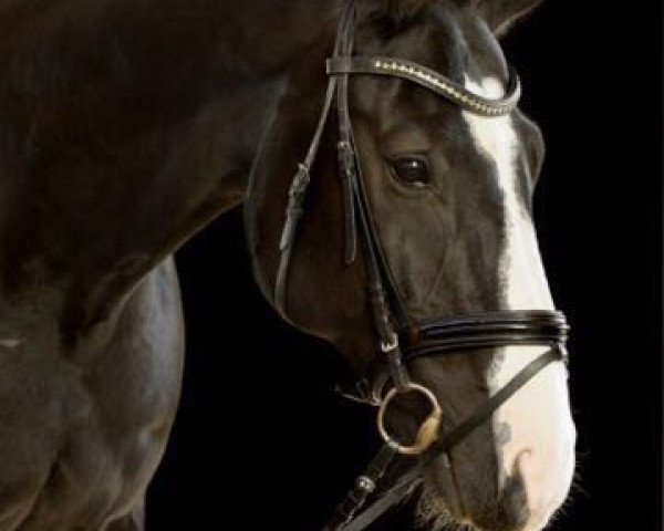 Dressurpferd Helge Heldenglanz (Hannoveraner, 2005, von His Highness)