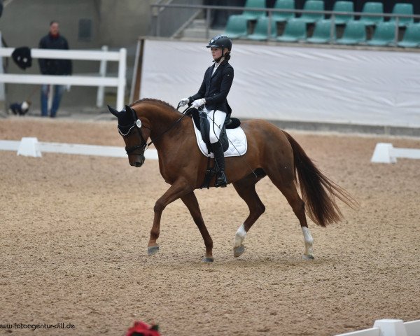 dressage horse Fider's Feuerblume (Oldenburg, 2013, from Fiderdance)