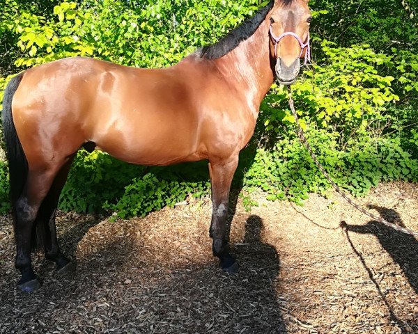 dressage horse Leonettico (Westphalian, 2008, from Leonetti)