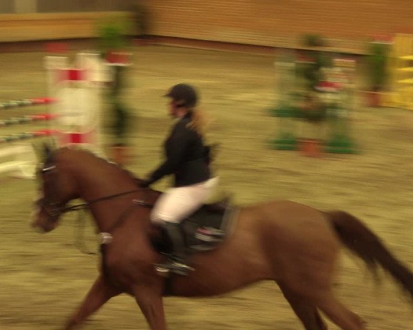 Reitturnier Paderborn 2017