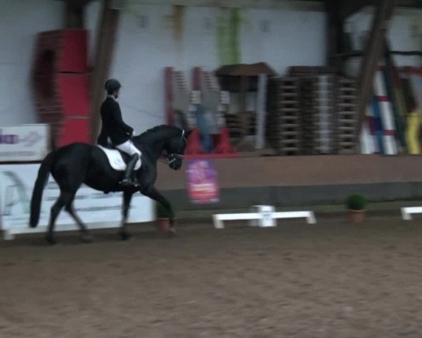 Rideturnering Hamburg-Hummelsbüttel 2017