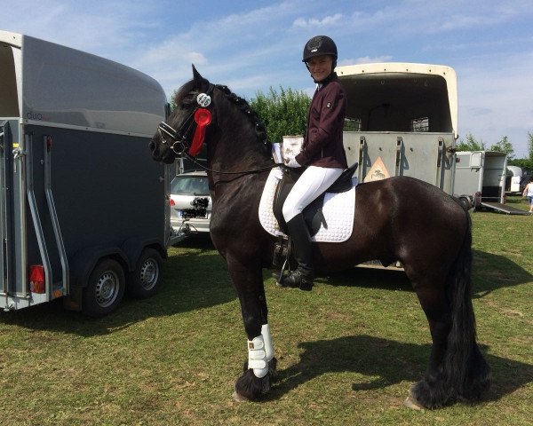 dressage horse Floris ter Meer (Friese, 2009, from Fabe 348)
