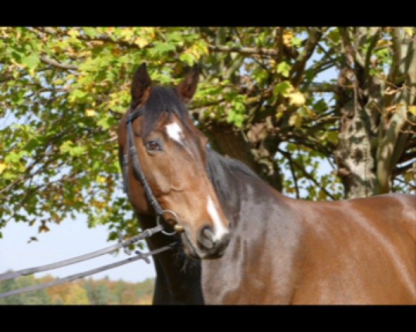 horse Candington (Württemberger, 2003, from Candillo Z)