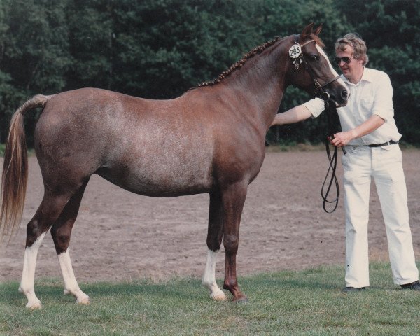 broodmare Bolheim's Cindy (Nederlands Welsh Ridepony, , from Flora's Hof Minstrel) broodmare Bolheim's Cindy (Nederlands Welsh Ridepony, , from Flora's Hof Minstrel)