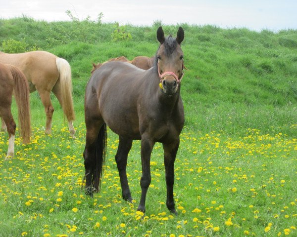 Dressurpferd Dinara (Deutsches Reitpony, 2008, von Don Diabolo NRW)