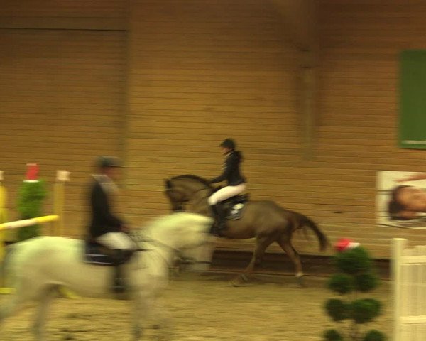 Reitturnier Paderborn 2017