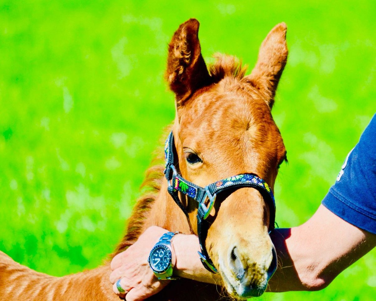 dressage horse Rosa RV (Rhinelander, 2018, from Rosendiamant)