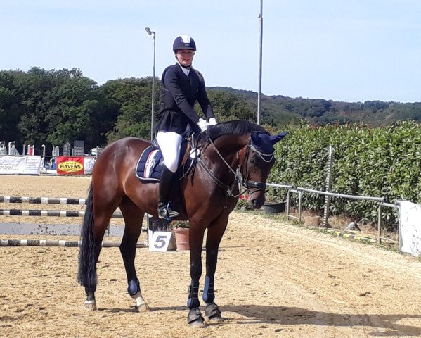 Dressurpferd Ferdinand 308 (Westfale, 2013, von For Romance I)