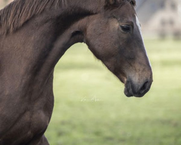 broodmare Qualify (Hanoverian, 2011, from Quaterback) broodmare Qualify (Hanoverian, 2011, from Quaterback)