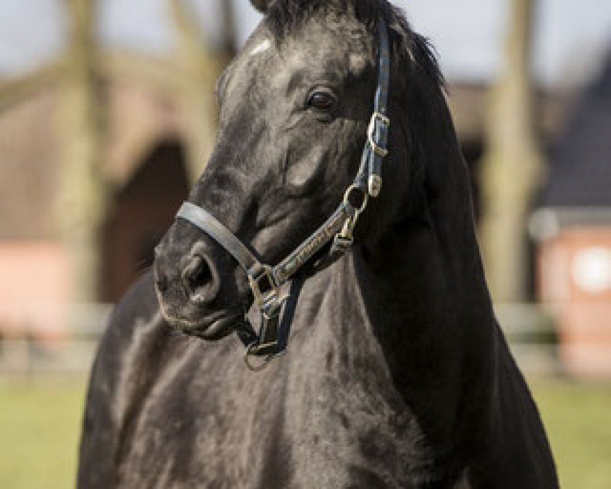 Zuchtstute Delicia (Hannoveraner, 2009, von Don Crusador)