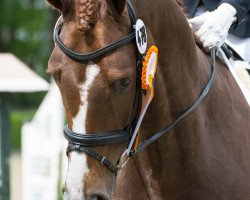 dressage horse Dunkel Gold (Oldenburg, 2014, from Diamo Gold)