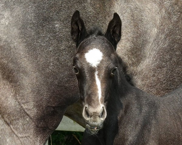 broodmare nieuwe fleure (KWPN (Royal Dutch Sporthorse), 2018, from Always Ospa Z)