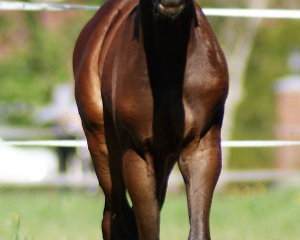 Pferd noordbos (KWPN (Niederländisches Warmblut),  , von Insider VDL)