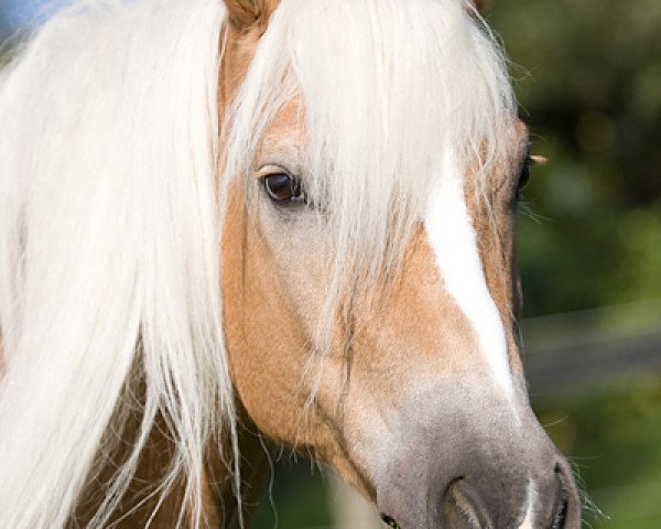 Dressage horse Novell (Haflinger, 1999)