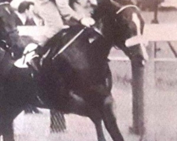 stallion Jukebox xx (Thoroughbred, 1966, from Sing Sing xx)