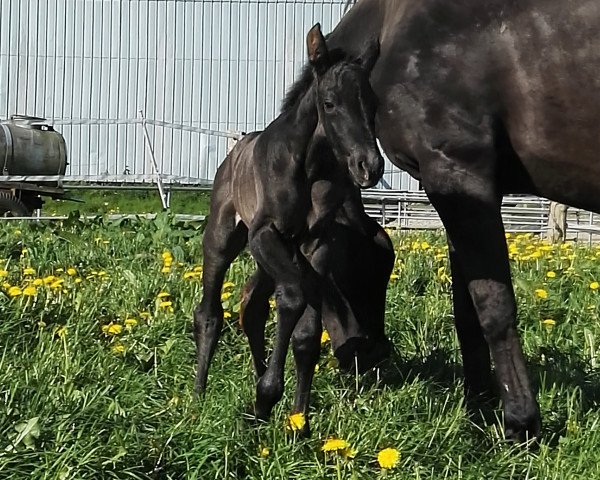 broodmare Oh' Lala (German Sport Horse, 2018, from Origi D'o)