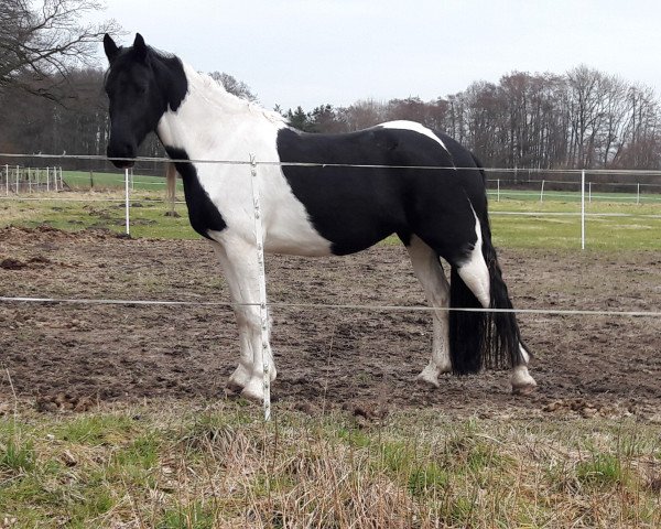 horse Comtesse de Couleurs (Pinto, 2013)