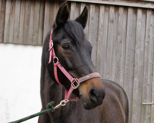 horse Rubina (Hanoverian, 2000, from Rosentau)