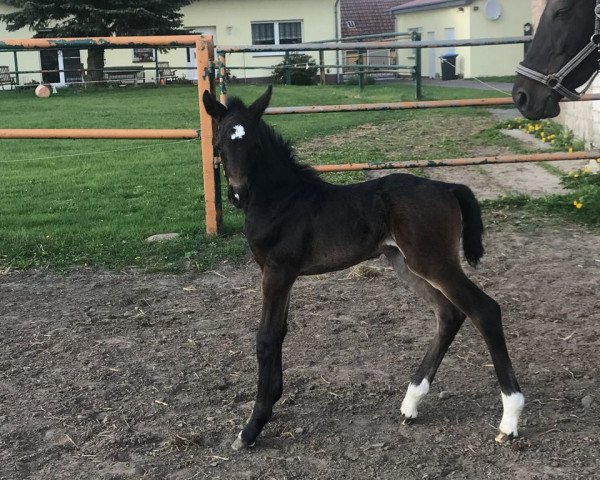 horse Cristallico (Hanoverian, 2018, from Cristallo I)