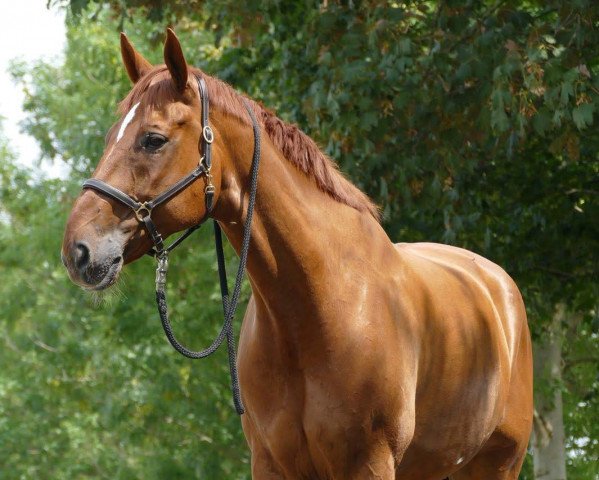 Dressurpferd Der Drops (Hannoveraner, 2008, von Don Henrico) Dressurpferd Der Drops (Hannoveraner, 2008, von Don Henrico)