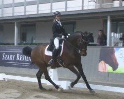 dressage horse Raikano's Son (Rhinelander, 2005, from Raikano)