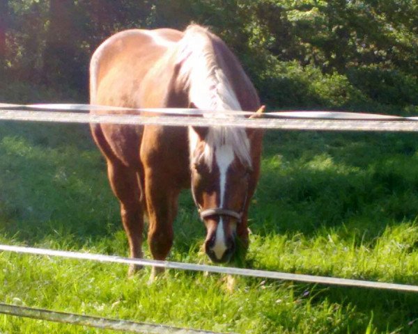 dressage horse Samson (South German draft horse, 2010, from Schachen)