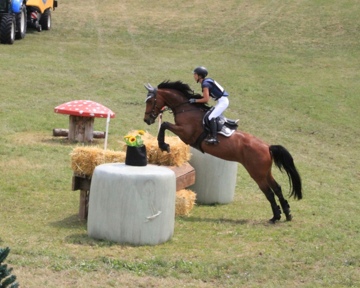 broodmare Le Fou Petit Gorretty (KWPN (Royal Dutch Sporthorse), 2011, from Verdi)