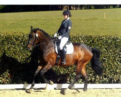 dressage horse Für Immer Findus (Rhinelander, 2010, from Fürst Romancier)