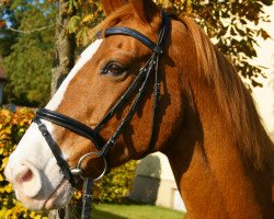 broodmare Easy (Westphalian, 1995, from Ehrentusch)