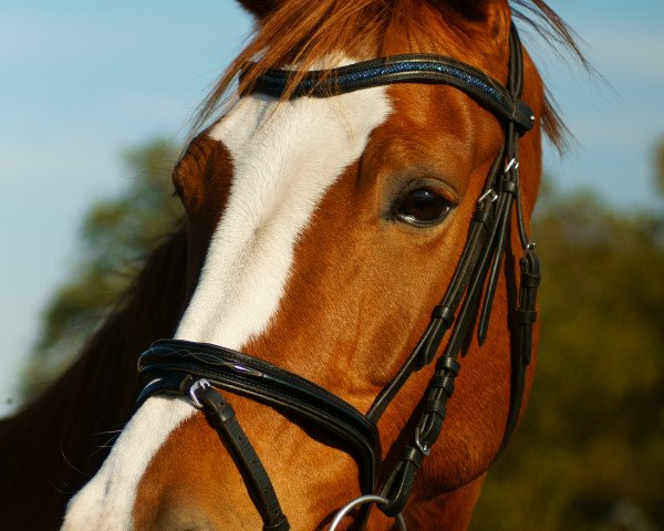 broodmare Farina 1012 (Westphalian, 2008, from Fleury)