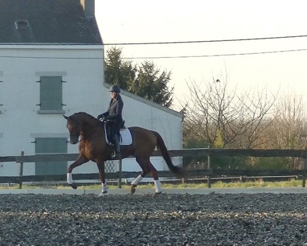 horse I-Jazz (Belgian Warmblood, 2008, from Jazz)
