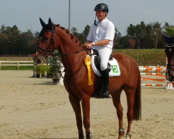 Springpferd Romanino-San (Oldenburger Springpferd, 2010, von Calido I)