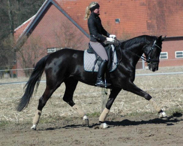 broodmare Dark Rose WF (Westphalian, 2008, from Dancier)
