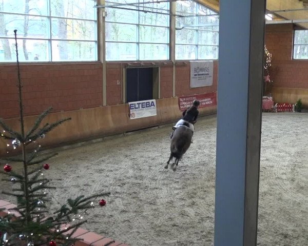 Reitturnier Mönchengladbach-Wickrath 2017