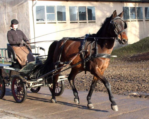 horse Statist (Mecklenburg, 2008, from Sonnenball 3496)