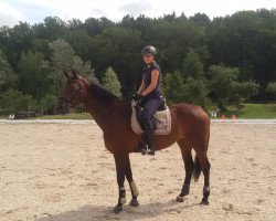 dressage horse Lollo Ferrari (Hanoverian, 2005, from Laudabilis)