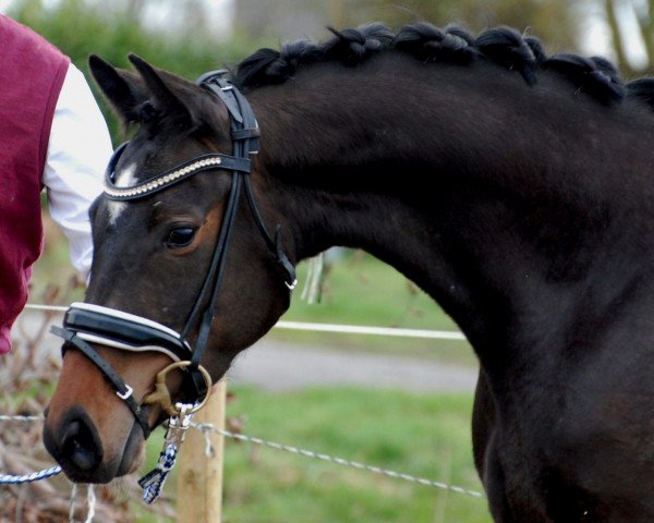 broodmare Dizzy Miss Lizzy 7 (Westphalian, 2015, from Diacasall)