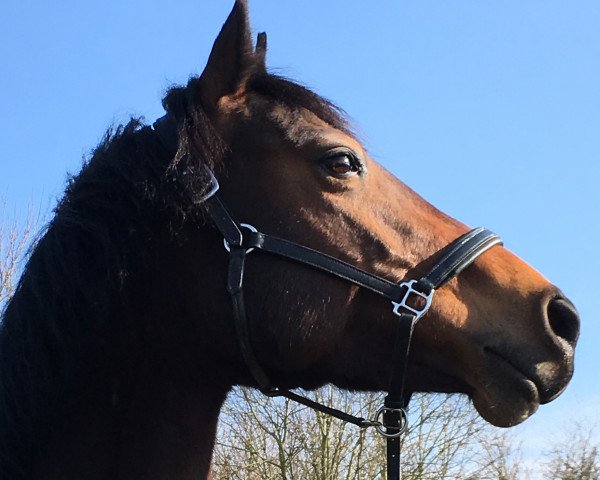 jumper La Luzy (Oldenburg show jumper, 2011, from Contendros 2)