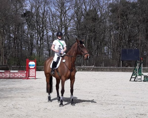 jumper Capao (Holsteiner, 2005, from Conello)