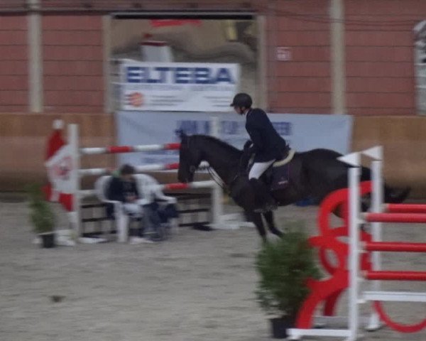 Reitturnier Mönchengladbach-Wickrath 2017
